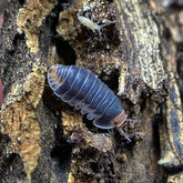 Cubaris Sp. Pak Chong Cubaris